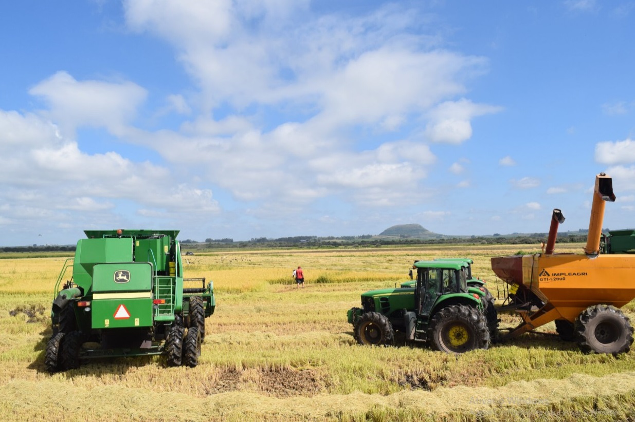 Irga apresenta estimativa para safra de arroz 2022/2023
